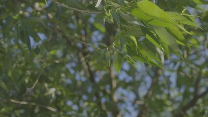 Wall Mural - Big willow tree with green leaves shakes in wind in sunny weather. Concept of plant species and beauty of nature. Observation of environment closeup