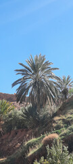 Wall Mural - palm trees in the desert