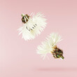 Fresh cornflower blossom beautiful white flowers falling in the air isolated on pink background. Zero gravity or levitation spring flowers conception, high resolution image