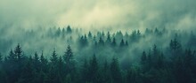 A Forest Filled With Lots Of Green Trees Covered In A Blanket Of Fog And Smoggy Skies With Mountains In The Distance