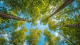 Fototapeta Niebo - Looking up at the green tops of trees