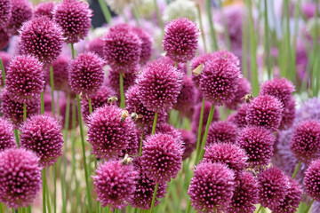 Wall Mural - Purple Allium round headed garlic, sphaerocephalon in flower