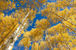 Autumn Aspen trees in Colorado