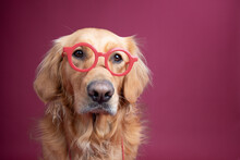 Portrait of a  golden retriever wearing glasses against a red background