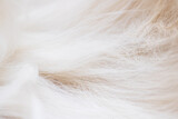 Fototapeta Boho - Grey animal fur closeup, background or texture