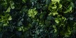 Broccoli and greens vegetables background