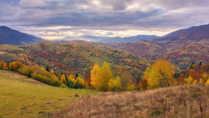 Wall Mural - trees in colorful foliage on the grassy hills rolling in to the distance. beautiful landscape in mou