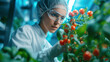 A female scientist with protective gear closely inspects a bunch of ripe organic tomatoes in a modern sustainable agriculture laboratory, showcasing advances in eco-friendly food production