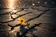 A small flower growing on a cracked asphalt road glistens in the light a small flower growing on a cracked asphalt road glistens in the light of the setting sun success concept