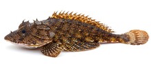 a close up of a fish on a white background with a small amount of spots on it's body.