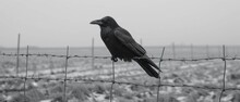 A Black Bird Perched On Top Of A Barbed Wire Fence In A Field Of Grass And Flowers On A Foggy Day.