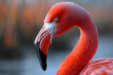 Fototapeta  - Close Up of Flamingo With Blurry Background