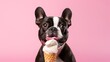 Bulldog licking an ice cream