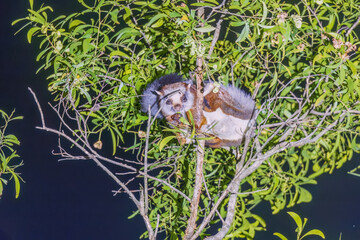 Namdapha flying squirrel (Biswamoyopterus biswasi) is endemic to Arunachal Pradesh, India at Namdapha NP.