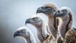 griffon vulture group in their natural habitat, a delightful scene in the outdoors