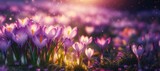 Beautiful crocus flowers in a mea.dow at sunset. Early spring. blurred background