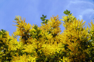 Wall Mural - Flowering Mimosa Bush