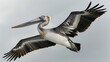 A pelican soaring gracefully in the sky