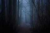 Ciemny las podczas mgły wieczór zło horror straszny mroczny klimat na helloween