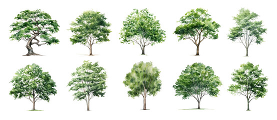 Watercolor green tree forest nature background. Garden landscape sketch park wood illustration. Set of summer spring foliage trees isolated on white