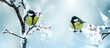 © nataba - banner with two bird tits sitting on snow-covered branches in a winter park