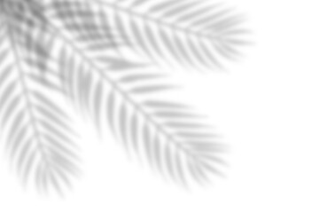 Wall Mural - realistic shadow from palm leaves isolated on white background. blur leaf shadow effect overlay. tro