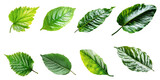 Fototapeta Panele - Natural of Tropical green leaves of leaf isolated on transparent png background, varies different of plant botanical.