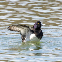 Sticker - The tufted duck, Aythya fuligula, a diving duck spreading its wings on water on a Lake at Munich