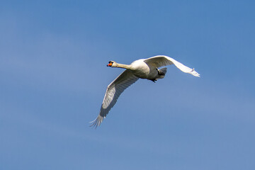 Canvas Print - Mute swan, Cygnus olor flying over a lake in the English Garden in Munich, Germany