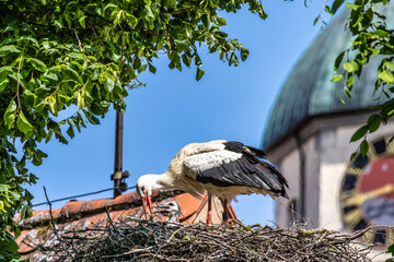 Wall Mural - European white Stork, Ciconia ciconia with small babies on the nest in Oettingen, Swabia, Bavaria, Germany, Europe