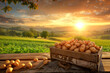 Potatoes harvested in a wooden box with field and sunset in the background.