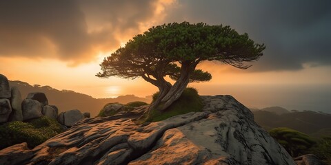 Wall Mural - Lonely beautiful tree on the top rock hill mountain at sunset. Nature outdoor scene view