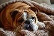 a bulldog is laying on a blanket on a couch