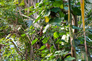 Wall Mural - background of foliage against the wall