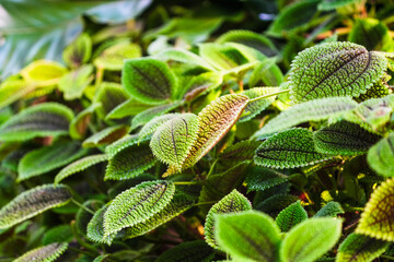 Wall Mural - close up of fern plant small leaves madagaskar rainforest