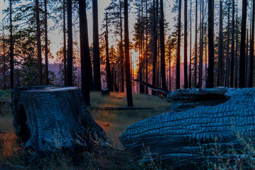 Looking the sunset in the forest Sequoia National Park