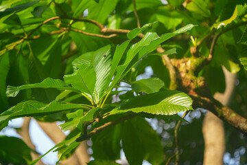 Wall Mural - close up of leaves