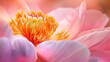 Um peônia rosa vibrante em plena flor com luz natural suave iluminando as delicadas pétalas
