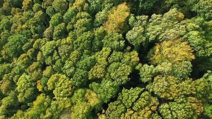 Sticker - The green forests in autumn, in Europe, in France, in Normandy, towards Fecamp, on a sunny day.