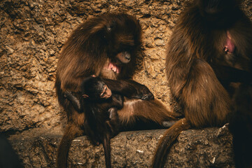 Wall Mural - baboon sitting on the rock