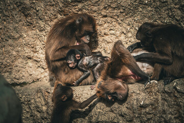 Wall Mural - family of baboons grooming each other, vlooien, monkey baboon family