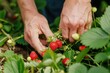 Person handpicking seedless strawberries from natural food plant in garden