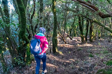 Hiker Woman On Mystical Levada Walk In Evergreen Subtropical Laurissilva Forest Fanal, Madeira Island, Portugal, Europe. Idyllic Trail Along Evergreen Laurel Trees. Dense Diversified Fauna Vegetation