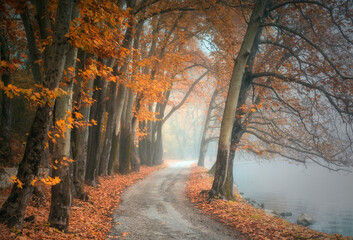 Canvas Print - autumn in the forest