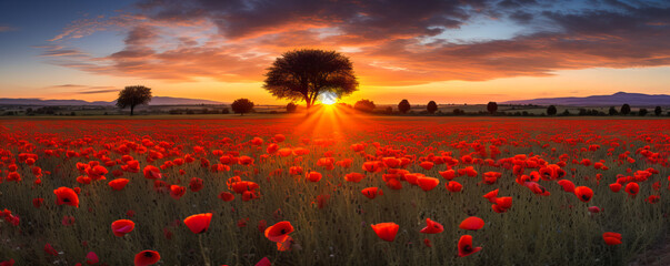 Canvas Print - Poppy Fields. Sunset Blooms