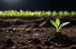 photo background with seedling in the ground with space for text