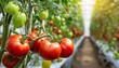 Belles tomates rouges mûres d'héritier cultivées en serre. Photographie de tomate de jardina