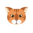 Abyssinian cat face, tabby head of domestic red short haired kitty vector illustration