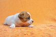small female Jack Russell terrier puppy lies on a peach background. grooming and caring for puppies
