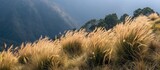 Fototapeta  - A grassy area with drying grasses in the mountainous Cordillera region, set against a backdrop of towering mountains and forested hilltops.